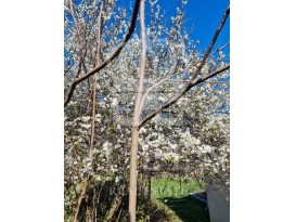 Obiteljska kuća, Prodaja, Vir, Vir